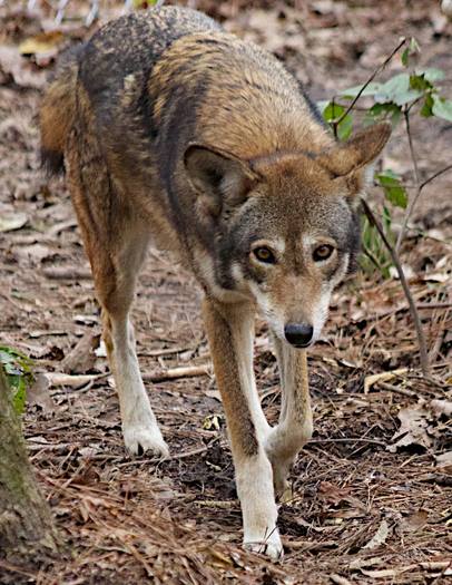 Howling For March Madness Report Highlights Nc Red Wolves Public News